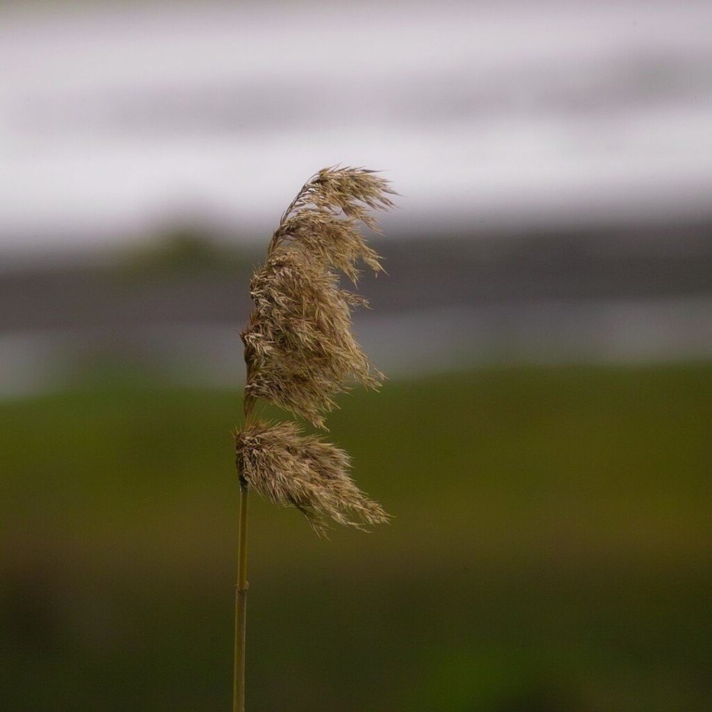 Η Ψυχική Ανθεκτικότητα: Η Δύναμη να Συνεχίζεις Παρά τις Αντιξοότητες
